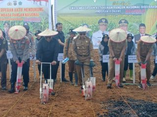 Menuju Ketahanan Pangan, Bupati Konawe Canangkan Penanaman Jagung Pakan