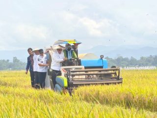 Panen Raya di Tongauna, Wamendagri Sebut Konawe Pilar Ketahanan Pangan Nasional