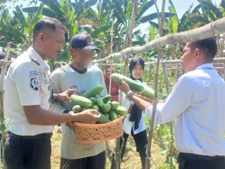 Produktif di Balik Jeruji, WBP Rutan Unaaha Panen 60 Kg Timun